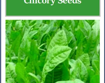 Oasis Chicory Seeds | NON-GMO | Heirloom | Fresh Flower Seeds