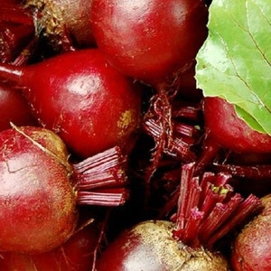 Detroit Dark Red Beet Seeds: Heirloom, Non-GMO Garden Seeds