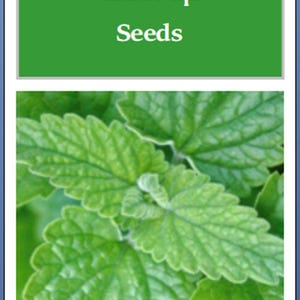 May include: Close-up of green catnip leaves. The image is labeled "Catnip Seeds".