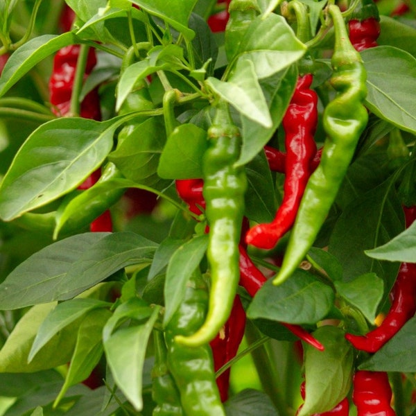 Long Slim Cayenne Hot Pepper Seeds | NON-GMO | Heirloom | Fresh Garden Seeds