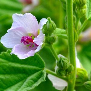 May include: A close-up of a light pink flower with a vibrant magenta center and a touch of red. The flower is surrounded by green leaves and stems, with several unopened buds. The image is well-lit, highlighting the delicate petals.