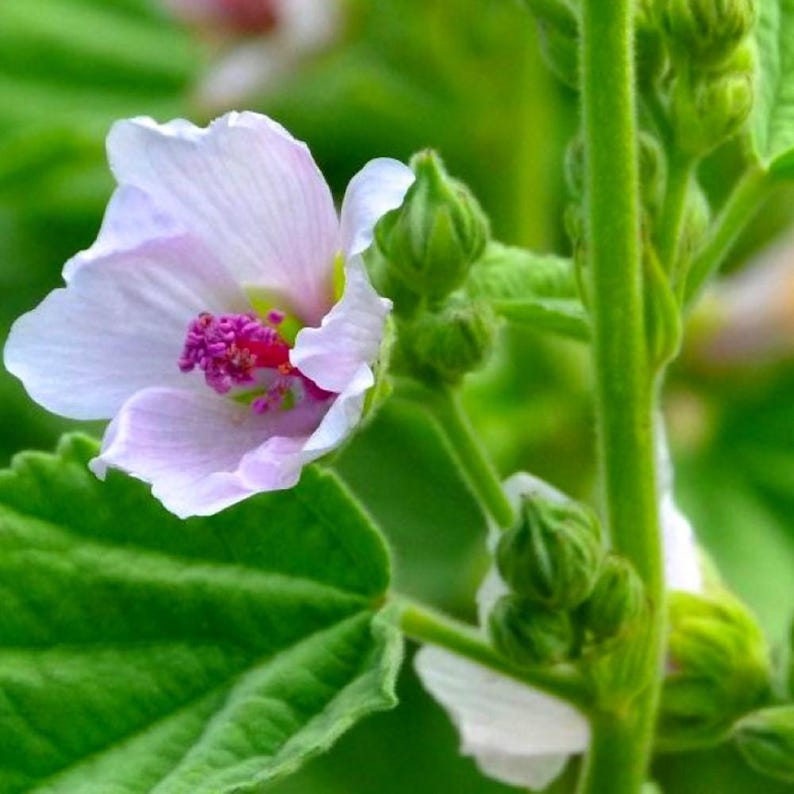 May include: A close-up of a light pink flower with a vibrant magenta center and a touch of red. The flower is surrounded by green leaves and stems, with several unopened buds. The image is well-lit, highlighting the delicate petals.