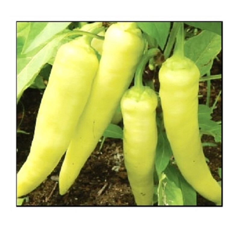 Sweet Banana Pepper Seeds NONGMO Heirloom Fresh Garden Etsy