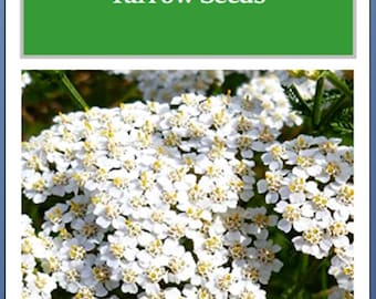 White Yarrow Seeds | NON-GMO | Heirloom | Fresh Garden Seeds