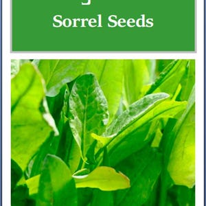 May include: Image of a green and white product label with the text "Large Leaf Sorrel Seeds." The label is above a close-up of vibrant green sorrel leaves. The leaves have a variety of shapes and textures, with visible veins.