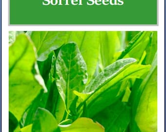 Large Leaf Sorrel Herb Seeds | Heirloom, NON-GMO