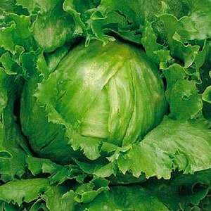 Crisphead Great Lakes Lettuce Seeds | NON-GMO Lettuce Seeds | Heirloom Seeds