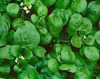 Upland Cress (40 Days) – Pinetree Garden Seeds