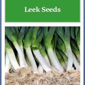 May include: A close-up of a bunch of green leeks with white roots. The leeks are arranged in a row and are all about the same size. The text "Carantan Leek Seeds" is printed on a green background above the leeks.