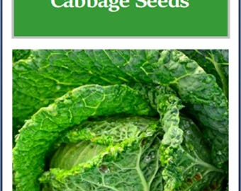 Savoy Perfection Cabbage Seeds: Non-GMO Heirloom Garden Vegetable