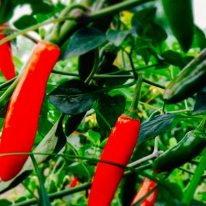 Serrano Hot Pepper Seeds for Planting NON-GMO Fresh Heirloom Garden Seeds