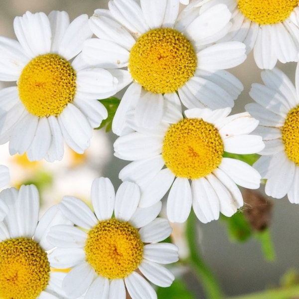 German Chamomile Seeds | NON-GMO | Heirloom | Fresh Garden Seeds