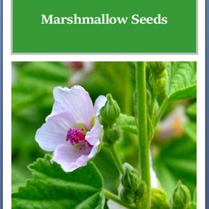 May include: Image of a marshmallow plant with a light pink flower and green leaves. The text "Marshmallow" and "Marshmallow Seeds" is displayed on a green background. The flower has a dark pink center.