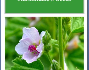 Marshmallow Seeds | NON-GMO | Heirloom | Fresh Garden Seeds