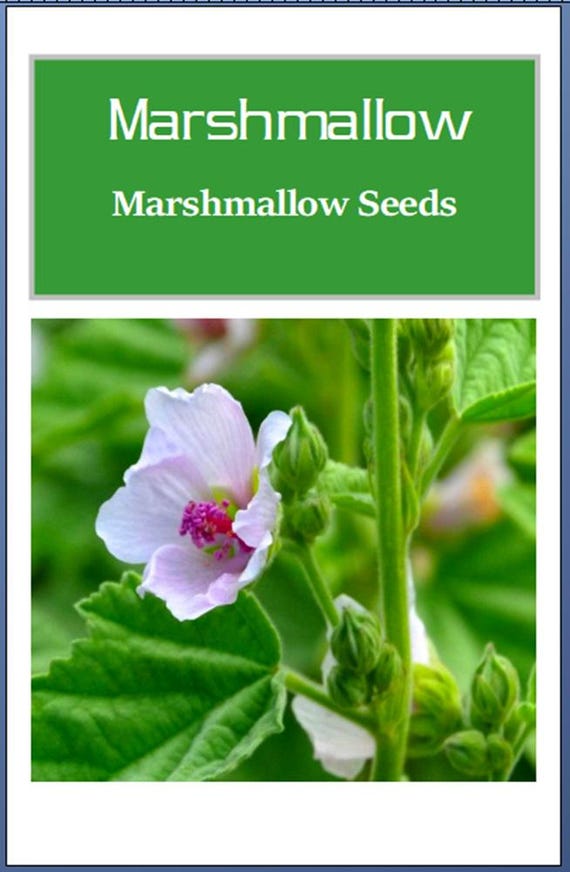 Marshmallow Seeds | NON-GMO | Heirloom | Fresh Garden Seeds