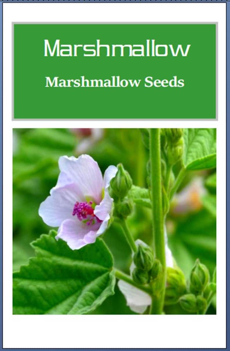 May include: Image of a marshmallow plant with a light pink flower and green leaves. The text "Marshmallow" and "Marshmallow Seeds" is displayed on a green background. The flower has a dark pink center.