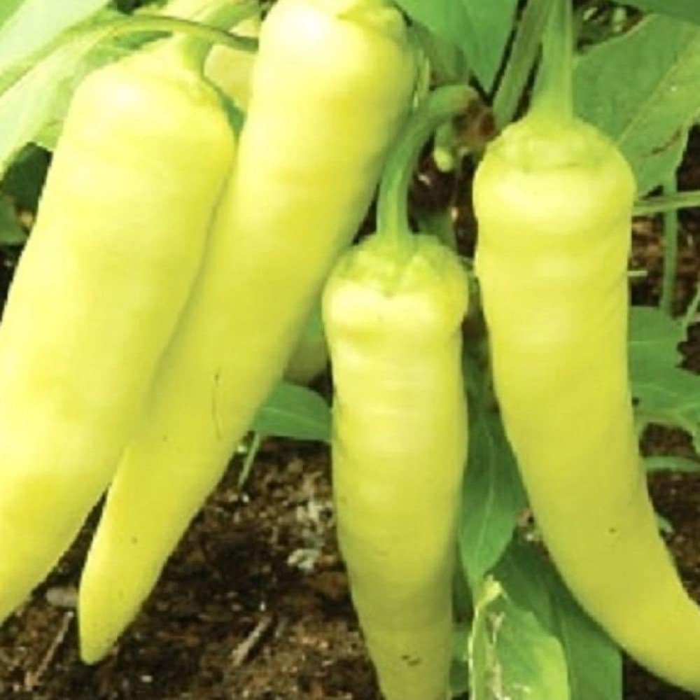 Sweet Banana Pepper Seeds | NON-GMO Pepper Seeds | Fresh Heirloom Garden Seeds