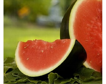 Baby Watermelon - Etsy