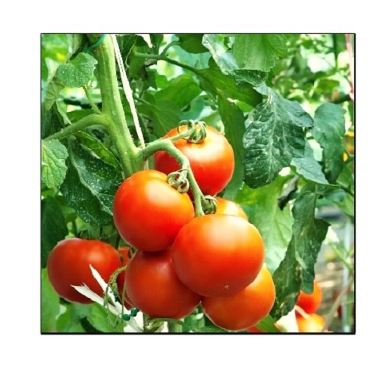 Томат агрессор. Томат агрессор. Сорт помидоров агрессор. Семена томат f1 интуиция 1+1 гавриш. Сердцевидные гибриды томатов.