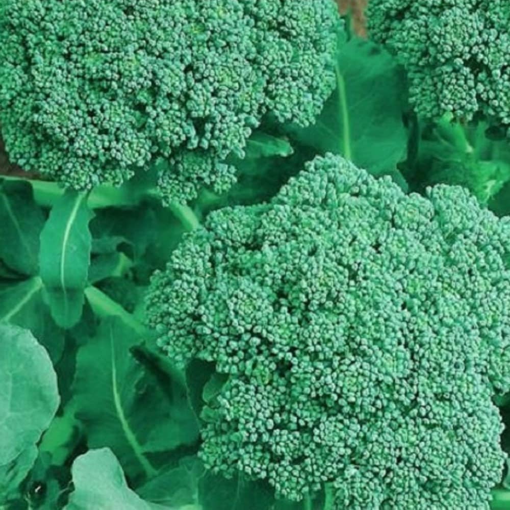 Avenger Broccoli Plants For Sale
