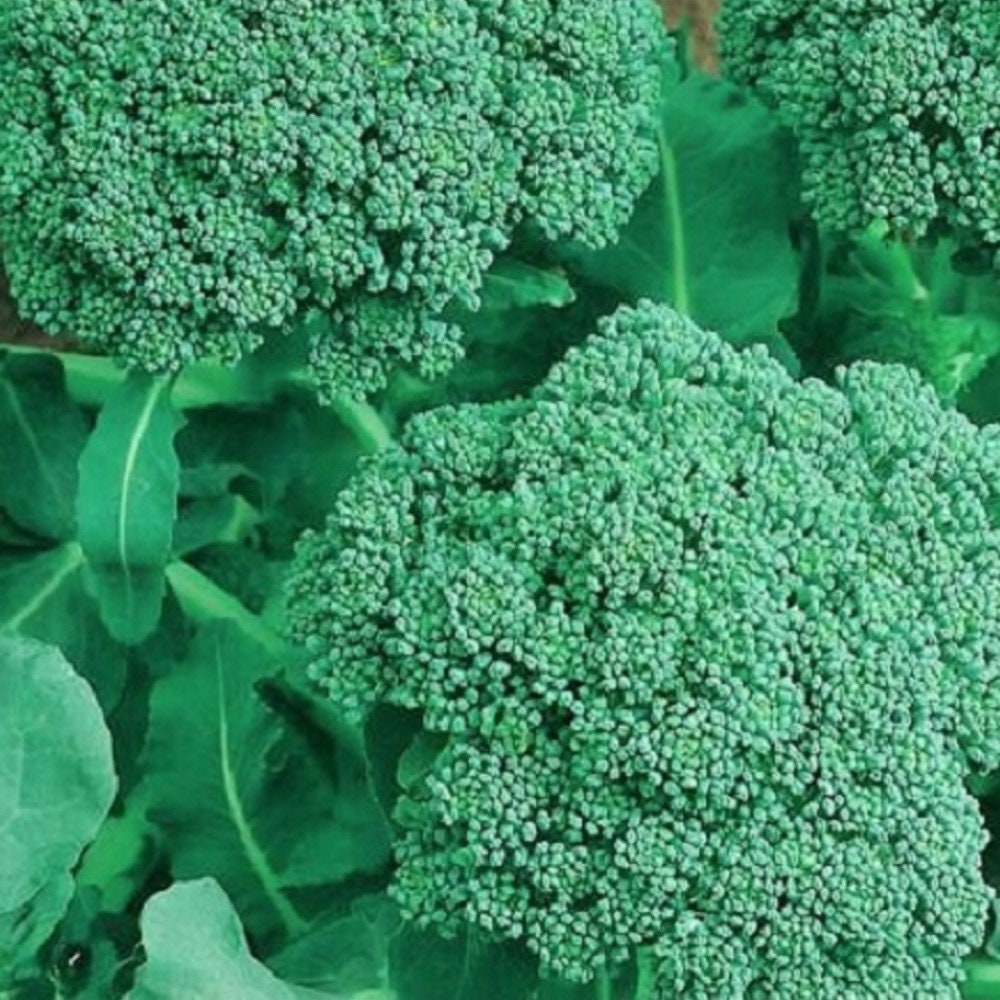Graines De Pilea Vert - Lot De 30 Graines Fraîches Pour Bonsaï D'intérieur Ou Extérieur
