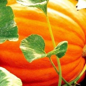 Big Max Pumpkin Treated Seeds | Heirloom Pumpkin Seeds | NON-GMO Garden Seeds