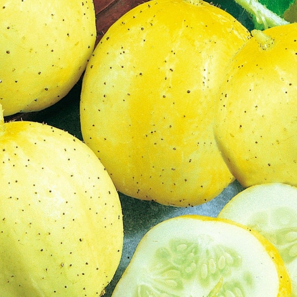 Lemon Cucumber Seeds | NON-GMO | Heirloom | Fresh Garden Seeds