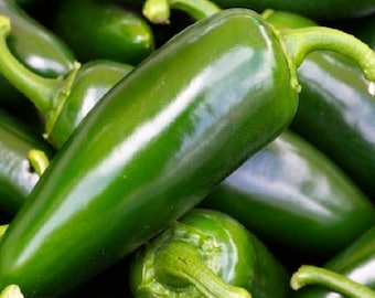 Tam Jalapeno Pepper Seeds | NON-GMO Jalapeno Pepper Seeds | Heirloom Seeds