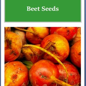May include: Close-up of a pile of bright orange Golden Detroit beet roots. The beets are fresh and have a slightly rough texture.  Golden Detroit Beet Seeds.