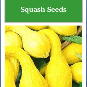 May include: Image of Crookneck Yellow Squash Seeds. The image features several bright yellow crookneck squash. The squash have a distinctive curved neck and textured skin. The text "Crookneck Yellow Squash Seeds" is displayed on a green background.