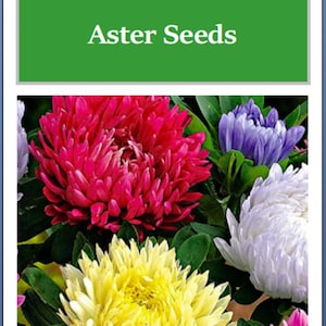May include: A mix of colorful aster flowers in shades of pink, purple, white, and yellow. The flowers are arranged in a bouquet and have a fluffy, powderpuff-like appearance. The text "Powderpuff Mix Aster Seeds" is displayed above the flowers.