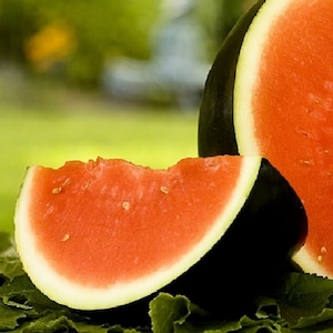 Sugar Baby Watermelon Seeds | NON-GMO Watermelon Seeds | Heirloom Garden Seeds