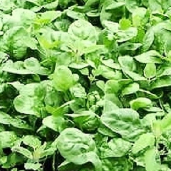 Giant Noble Spinach Seeds | NON-GMO | Heirloom | Fresh Garden Seeds