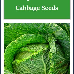 May include: Close-up of a Savoy Perfection Cabbage Seed packet. The image shows a large, green savoy cabbage with crinkled leaves.