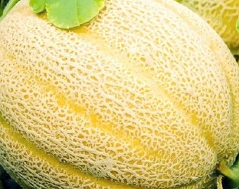 Hales Best Jumbo Cantaloupe Seeds | NON-GMO Cantaloupe Seeds | Heirloom Seeds