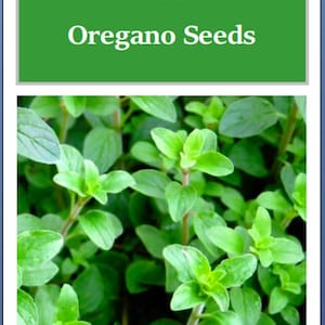 May include: Image of Greek oregano seeds. The image features a vibrant green background with the text "Greek Oregano Seeds" in white. Below the text is a close-up of fresh oregano plants with bright green leaves.