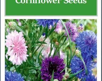 Bachelor Button Cornflower Mixed Seeds | NON-GMO | Heirloom | Fresh Garden Seeds