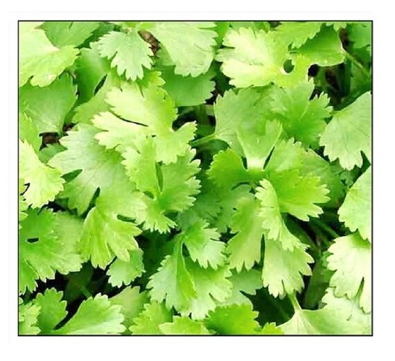 Cilantro Seeds NONGMO Heirloom Fresh Garden Seeds Etsy Nederland