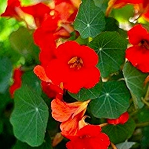 Empress of India Nasturtium Flower Seeds | NON-GMO | Fresh Flower Seeds