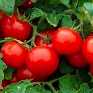 Large Red Cherry Tomato Seeds: Non-GMO Heirloom Vegetable