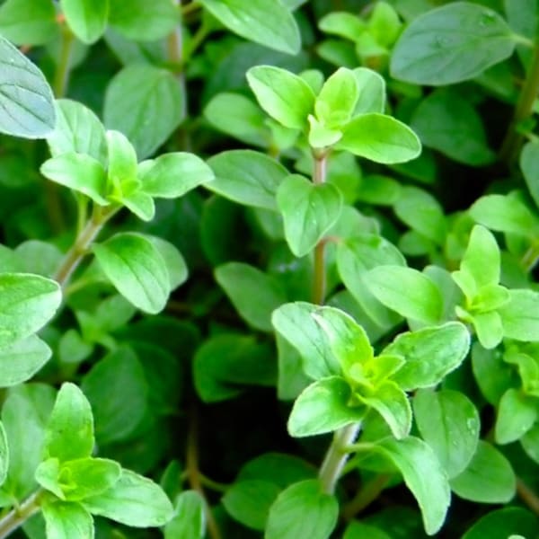 Greek Oregano Seeds Seeds | NON-GMO | Heirloom | Fresh Garden Seeds