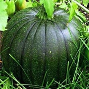Italian Squash Zucca De Lungo Verde Seeds | NON-GMO | Fresh Garden Seeds