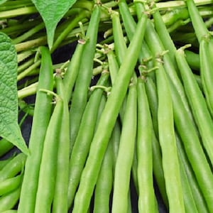 Greencrop Bush Bean Seeds | NON-GMO Bean Seeds | Fresh Heirloom Garden Seeds