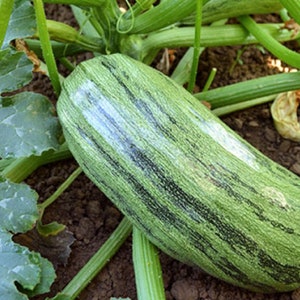 Italian Genovese Squash Seeds | NON-GMO Squash Seeds | Heirloom Garden Seeds