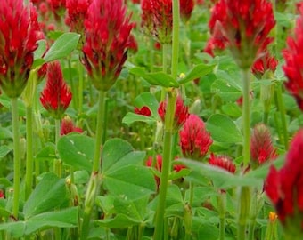 Crimson Clover Cover Crop Seeds | NON-GMO | Heirloom | Fresh Garden Seeds