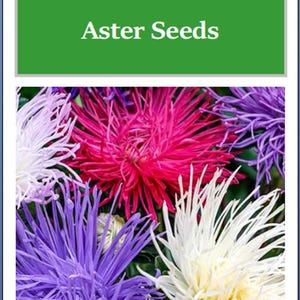 May include: A packet of Crego Giant Mixture Aster Seeds. The image displays a vibrant mix of aster flowers in shades of pink, purple, white, and yellow. The flowers have long, thin petals, creating a spiky appearance.