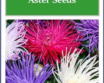 Crego Giant Mixture Aster Seeds | NON-GMO | Heirloom | Fresh Flower Seeds