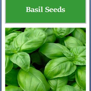May include: Image of Genovese Basil Seeds. The image features a close-up of vibrant green basil leaves, with the text "Genovese Basil Seeds" in white letters on a green background. The leaves are lush and healthy, suggesting fresh, high-quality seeds.