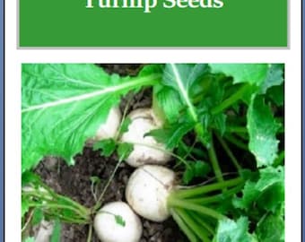 Seven Top Turnip Seeds: Fresh Heirloom, Non-GMO