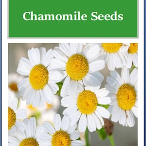 May include: Close-up of white German chamomile flowers with yellow centers. The flowers are in focus, while the background is blurred.